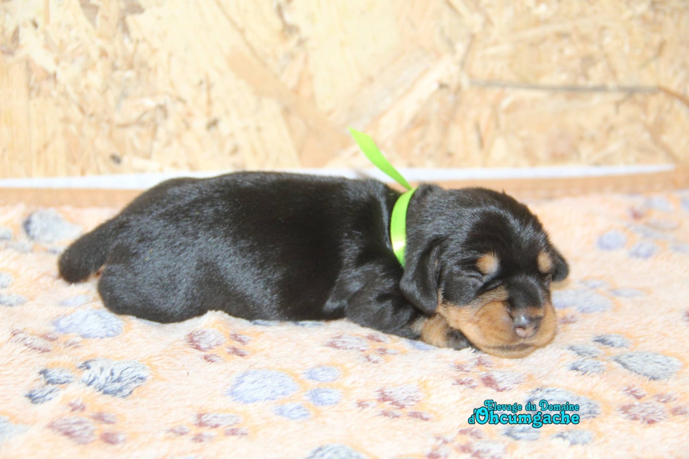 femelle noir et feu collier vert - Teckel poil dur