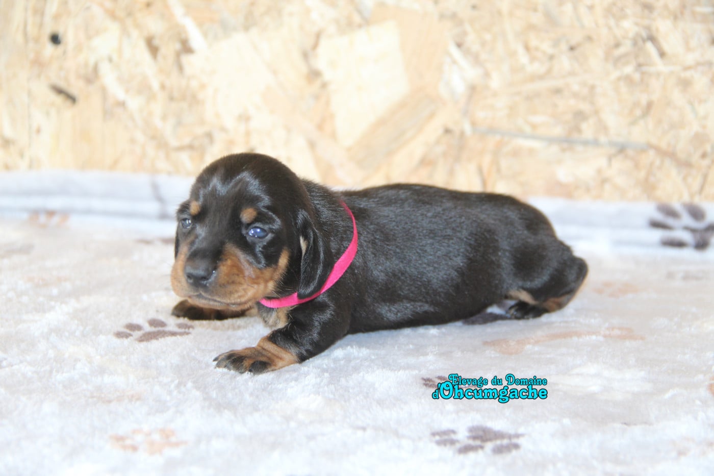 Chiot N°4 - Teckel poil ras