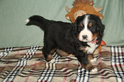 Les chiots de Bouvier Bernois