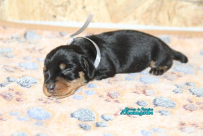 Les chiots de Teckel poil dur