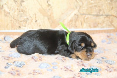 femelle noir et feu collier vert - Teckel poil dur