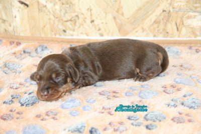 femelle chocolat et feu - Teckel poil dur