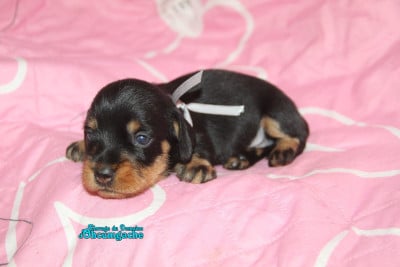 Les chiots de Teckel poil dur