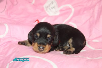 Les chiots de Teckel poil dur