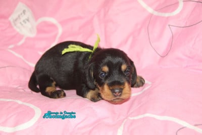 Les chiots de Teckel poil dur