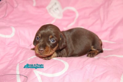 Les chiots de Teckel poil dur