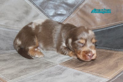Chiot N°1 - Teckel poil long