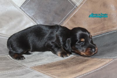Chiot N°2 - Teckel poil long