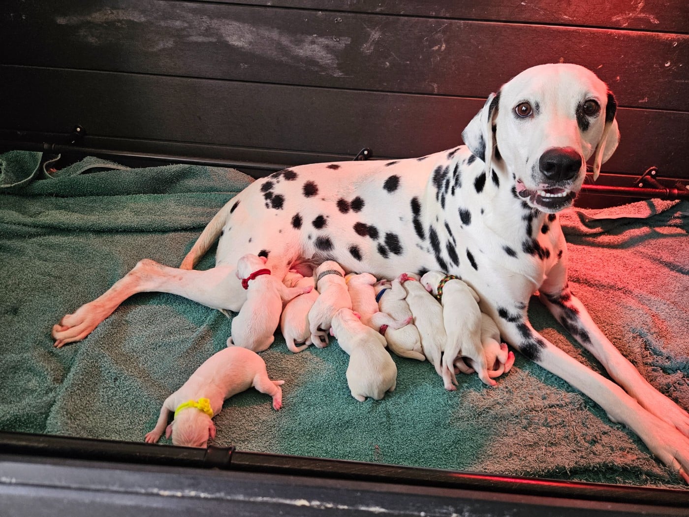 Dalmatien - des Passiflores de Vénus