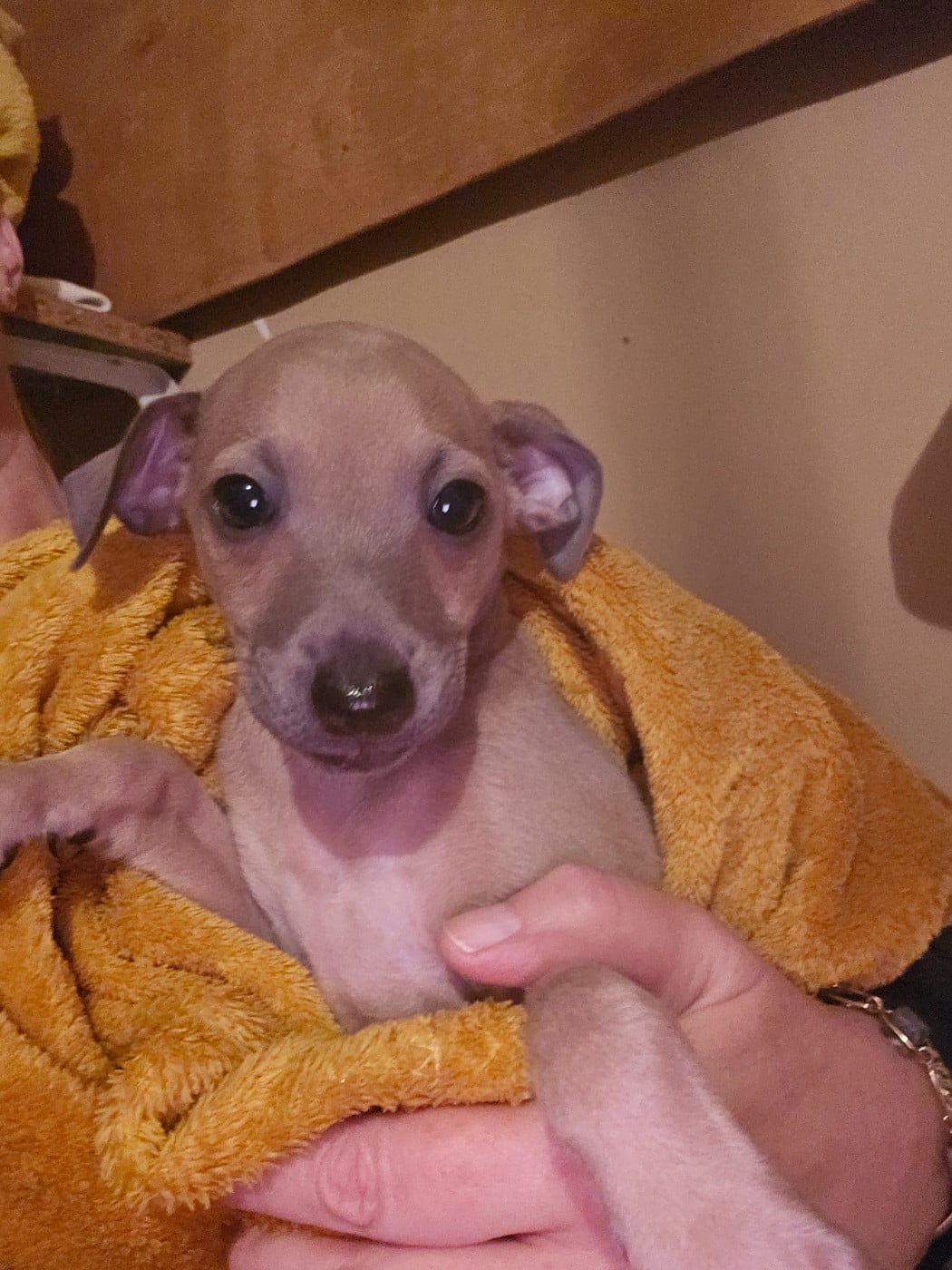 Petit Levrier Italien - des Passiflores de Vénus