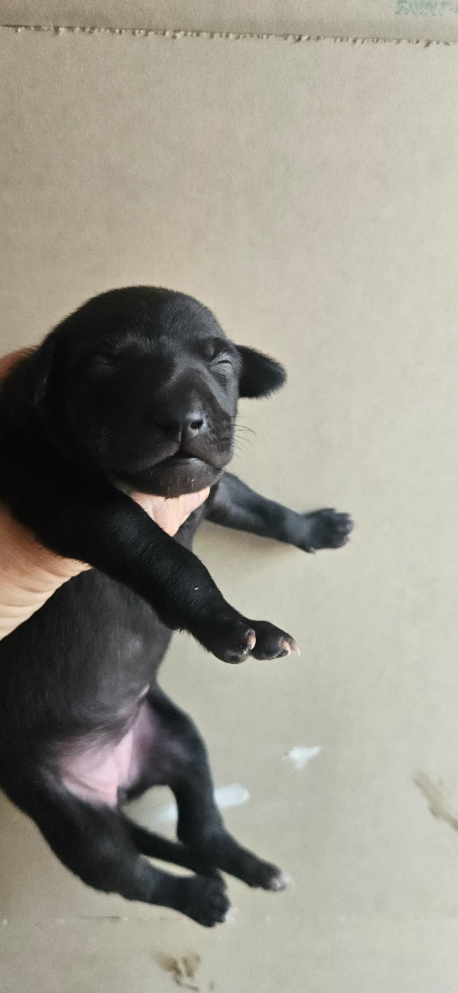 CHIOT 1 - Petit Levrier Italien