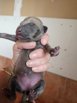 Les chiots de Petit Levrier Italien