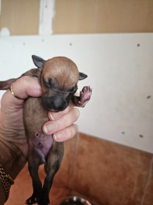 Les chiots de Petit Levrier Italien
