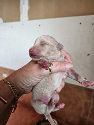 Les chiots de Petit Levrier Italien