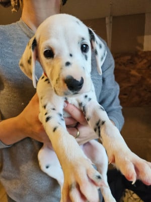 Les chiots de Dalmatien
