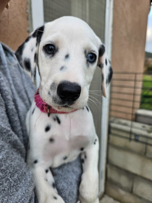 Les chiots de Dalmatien