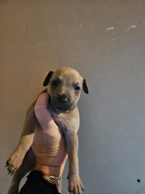 Les chiots de Petit Levrier Italien