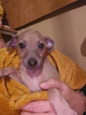 Les chiots de Petit Levrier Italien