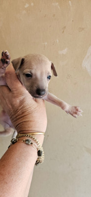 Les chiots de Petit Levrier Italien