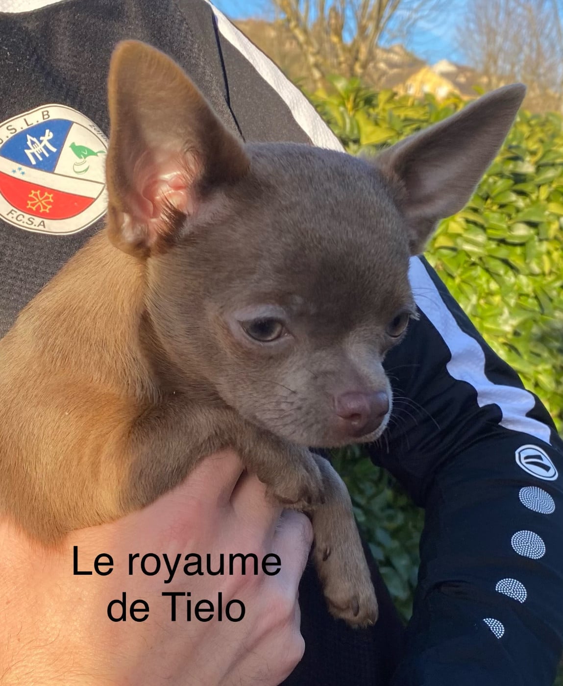 Chihuahua - du Royaume De Tielo