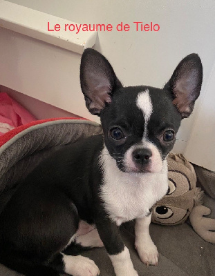 Les chiots de Chihuahua