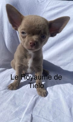 Les chiots de Chihuahua