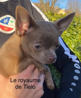 Les chiots de Chihuahua