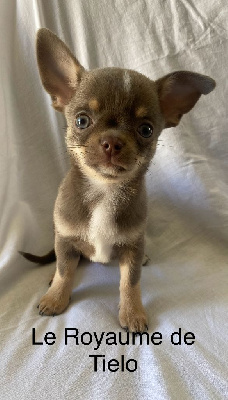 Les chiots de Chihuahua