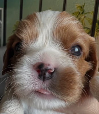 Les chiots de Cavalier King Charles Spaniel