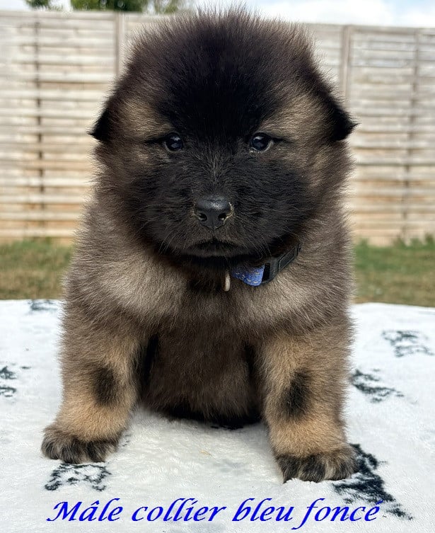 Chiot N°3 - Eurasier