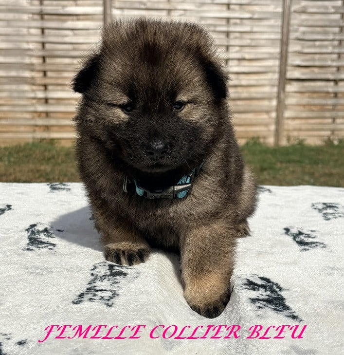 Chiot N°5 - Eurasier