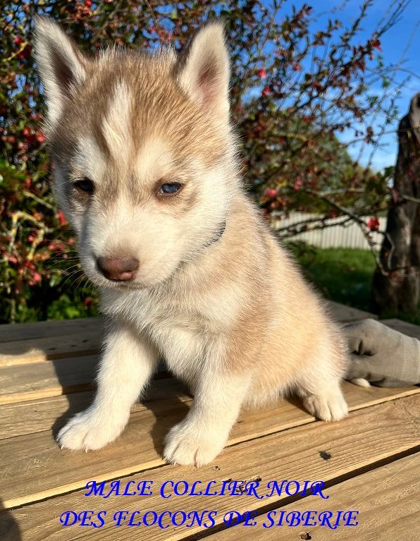 ARTHAS CHIOT MALE COLLIER NOIR