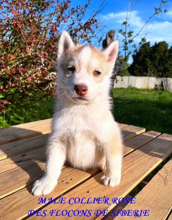 CHIOT MALE COLLIER ROSE