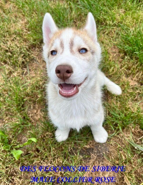 CHIOT MALE COLLIER ROSE