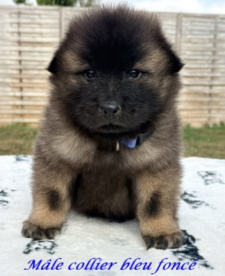 Eurasier