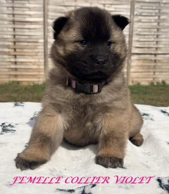 Chiot N°4 - Eurasier