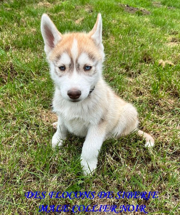 ARTHAS CHIOT MALE COLLIER NOIR