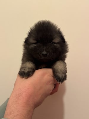 Les chiots de Spitz allemand