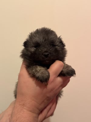 Les chiots de Spitz allemand