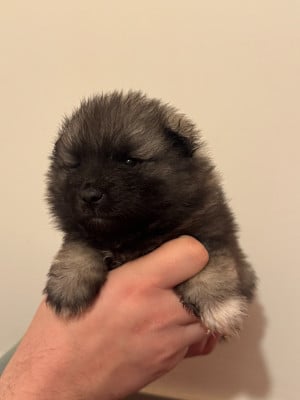 Les chiots de Spitz allemand