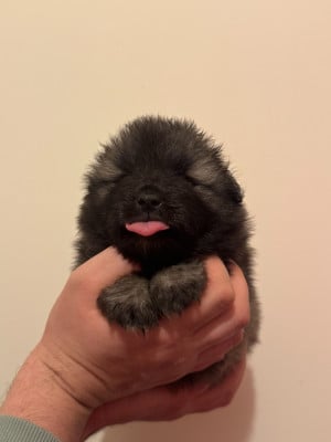 Les chiots de Spitz allemand