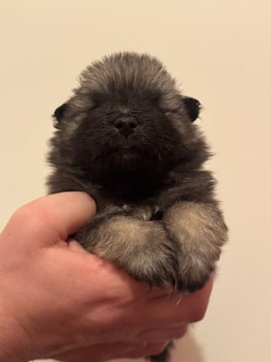 Les chiots de Spitz allemand