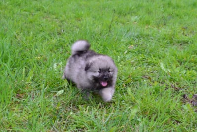 Les chiots de Spitz allemand