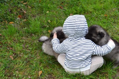 Les chiots de Spitz allemand