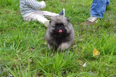 Les chiots de Spitz allemand