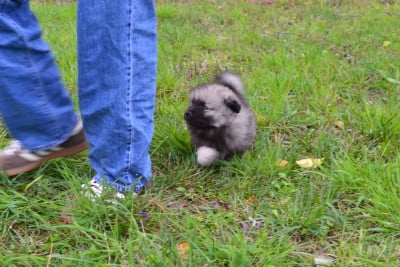 Les chiots de Spitz allemand