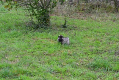 Les chiots de Spitz allemand