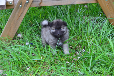 Les chiots de Spitz allemand