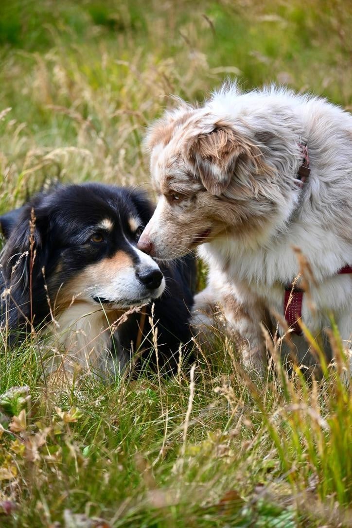 Pao Des Bergers Aux Yeux De Ciel