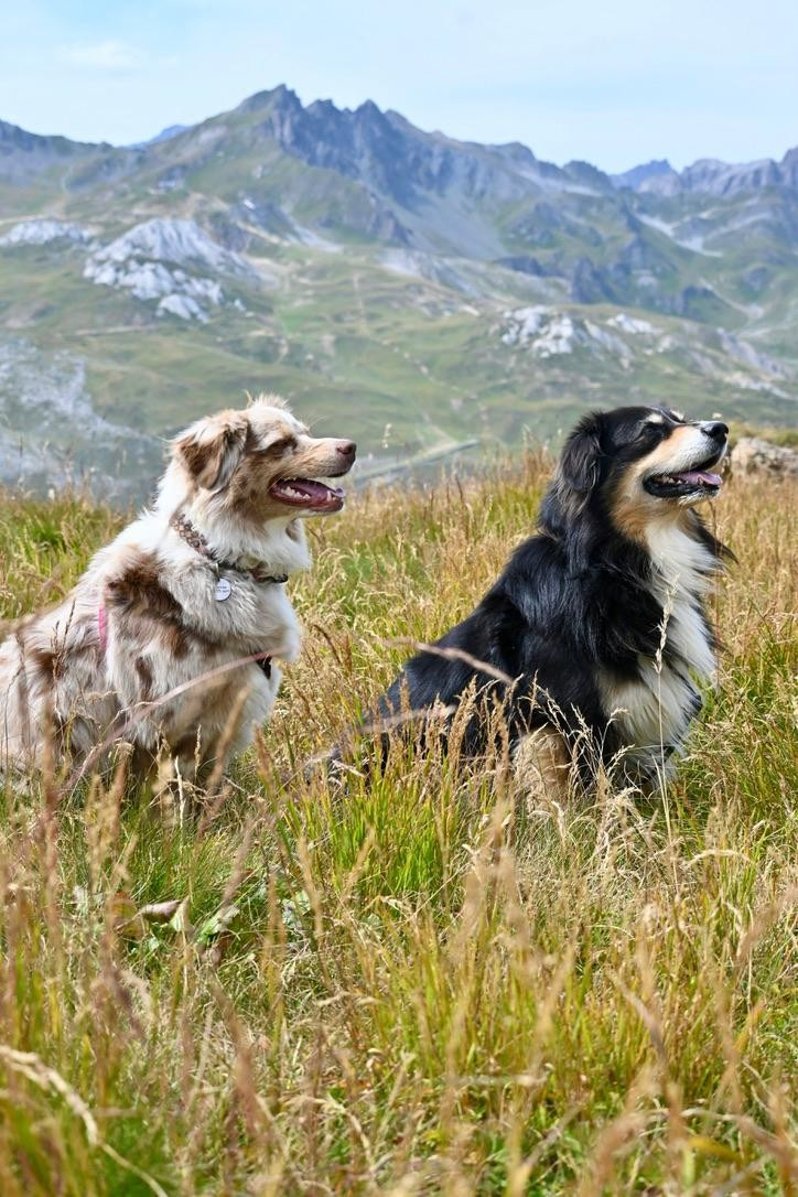 Pao Des Bergers Aux Yeux De Ciel